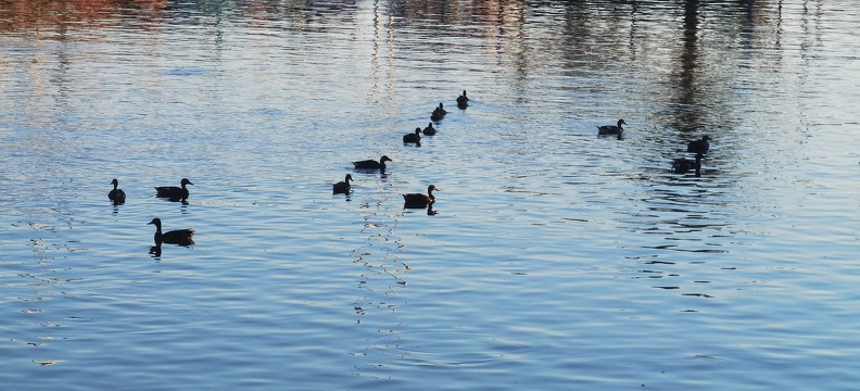 Patos en el puerto de Palma de Mallorca