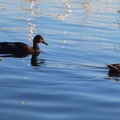 Patos en el puerto de Palma de Mallorca