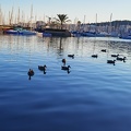 Patos en el puerto de Palma de Mallorca